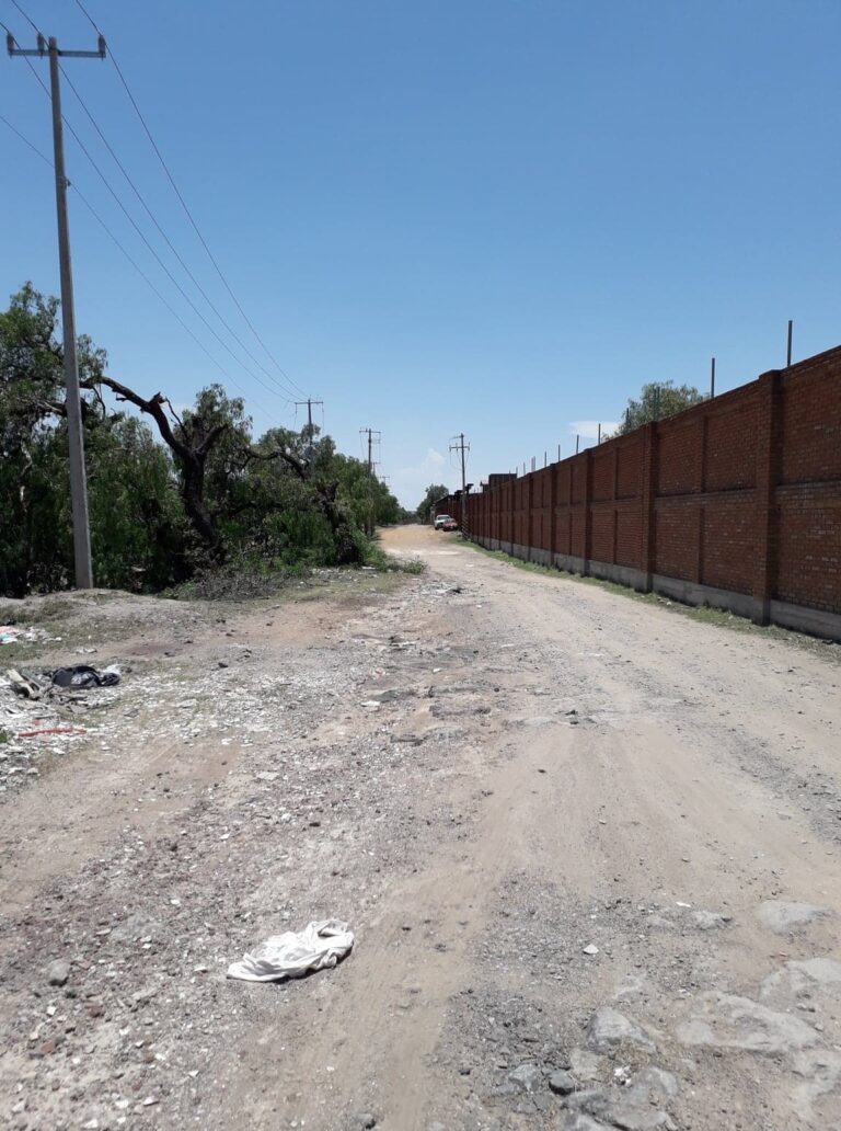 camino atras de flamingos