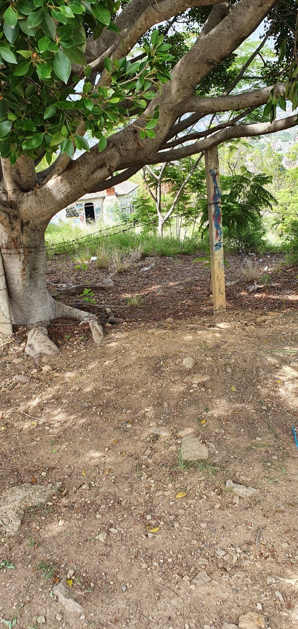 Capillita Monte Alban 5