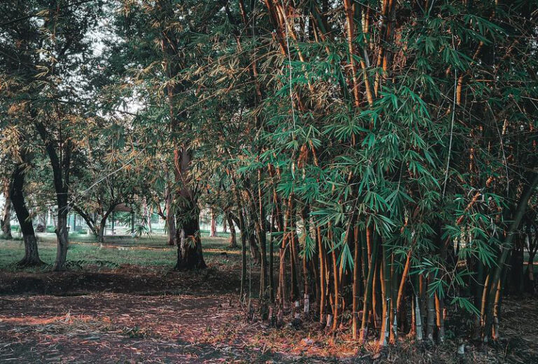 122022817 193024915606237 8114290741158192510 o 768x520