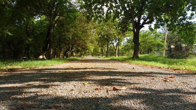 Alameda Ciudad Mante1 768x432