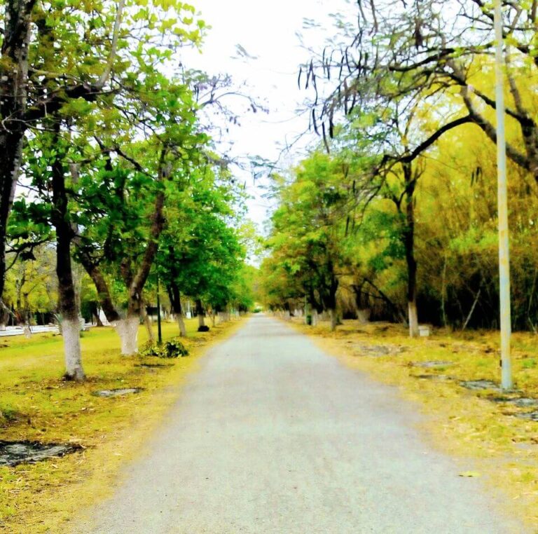 Alameda Ciudad Mante3 768x762